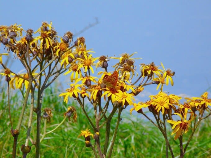 高原の花と蝶 黄色い花は 比企の丘