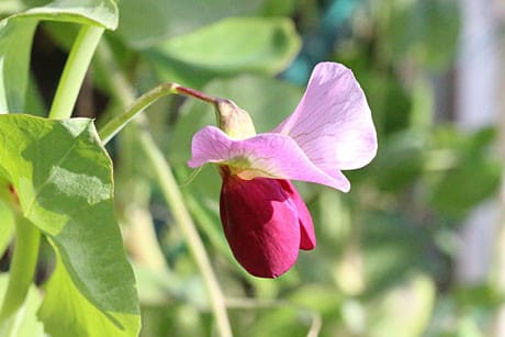 紫エンドウ豆 ツタンカーメン豆 の花が咲きました よちよち歩きのたわごと