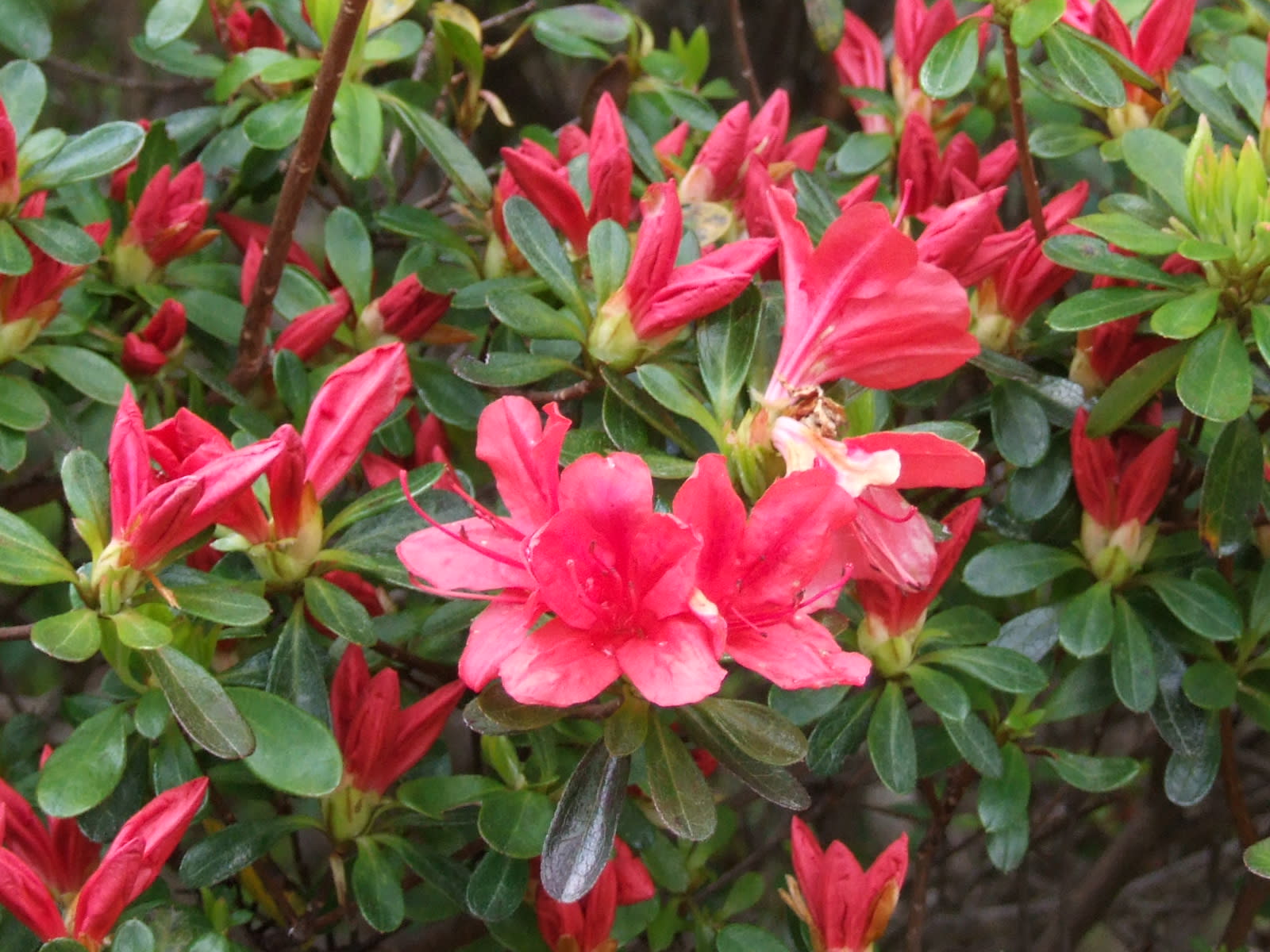 キリシマツツジ（霧島躑躅） - 季節の花