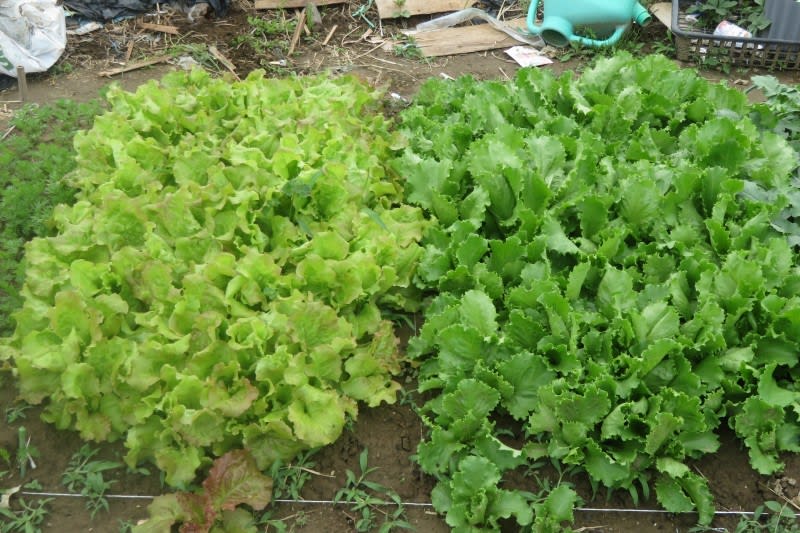 家庭菜園 サニーレタス 玉レタス 植え替えと収穫 写真で綴るすぎさんのブログ