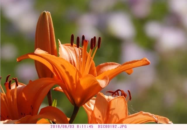 ユリ オレンジ色の花 散歩写真