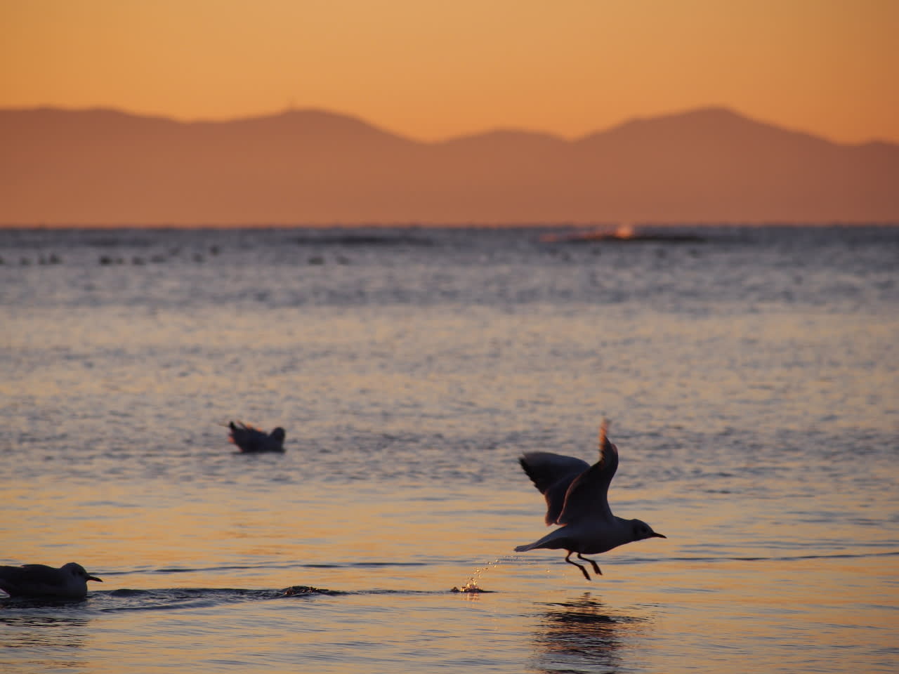 海辺の鳥たちの画像