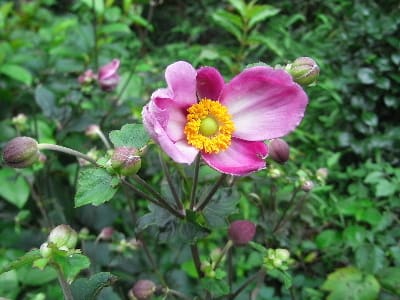 介護人手不足 仕事に見合う賃金に 秋明菊 ハドスペン 咲きました みどりの一期一会