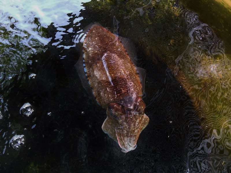 コウイカ飼育 その後 大型魚飼育 In 神秘の国インドネシア コウイカ飼育 その後 大型魚飼育 In 神秘の国インドネシア