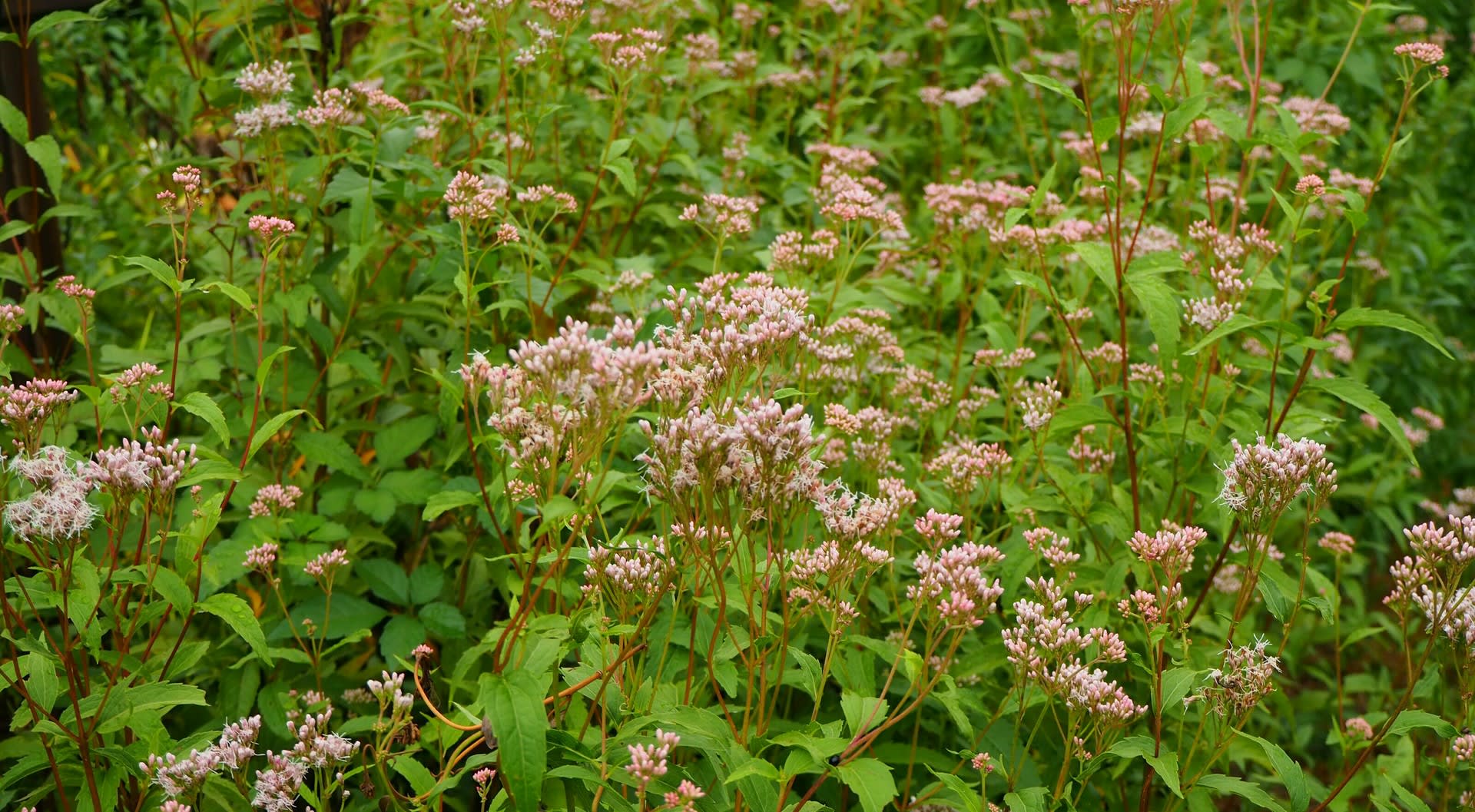 秋の山野草 南蛮ギセル フジバカマ キレンゲショウマ キブネギク 京都で定年後生活 秋の山野草 南蛮ギセル フジバカマ キレンゲショウマ キブネギク 京都で定年後生活