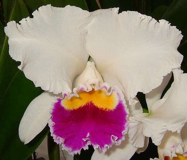 カトログ !! ~ カトレヤ交配種のブログ (Hybrid Cattleya's Blog & Database)  ~