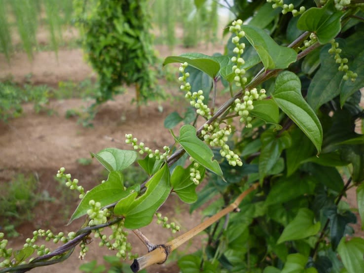 長芋 大和芋 の花 観葉植物の栽培desu