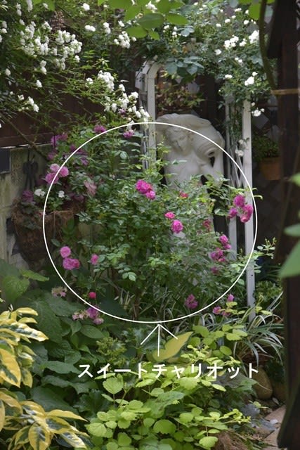 小さな庭で重宝している香りのミニバラ スイートチャリオット 小さな庭の小さな幸せ チャッピーのバラ庭より