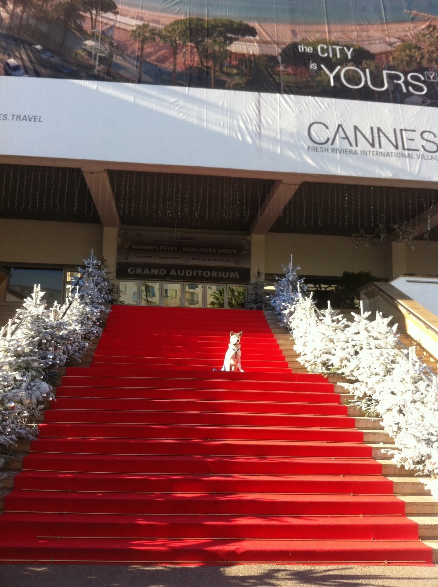 カンヌ映画祭のレッドカーペット 南フランス生活