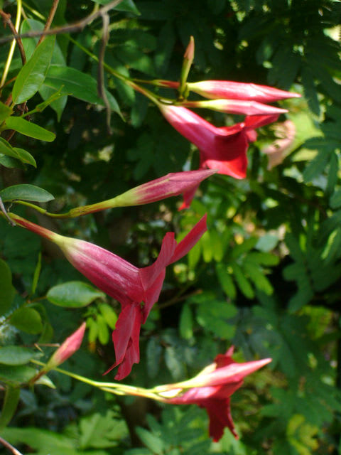 マンデビラ サンパラソル ふじこーの 写真が気になる マンデビラ サンパラソル ふじこーの 写真が気になる