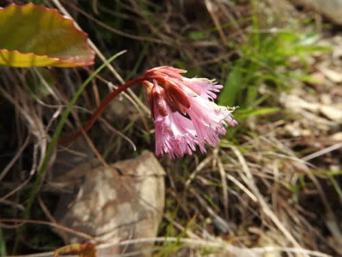 高ボッチ高原・鉢伏山で最近咲いている花　イワカガミ（岩鏡）