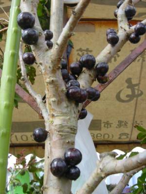 ジャボチカバの分類について - 熱帯果樹写真館ブログ