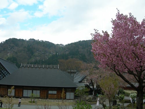 山寺風雅の国 八重桜が満開です Momogingarden