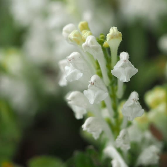 5月の雑草倶楽部、連休前に撮った花たちのUPでございます。 GOCCIのオトコヲミガク旅（w）