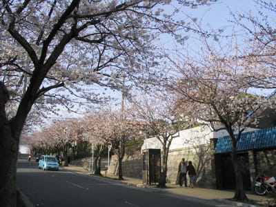 久木大池公園 5 ハイランドの桜を堪能して帰る 静かな鎌倉 葉山で プチ山歩きリハビリ計画