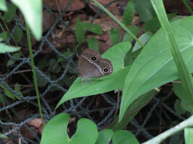 遠い日を思い出させるウラジャノメ 昆虫シリーズ 09 野の花 庭の花