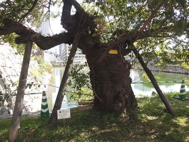 故中沢啓治さんの作品 ユーカリの木の下で のモデルになった木 Kikoがスタート