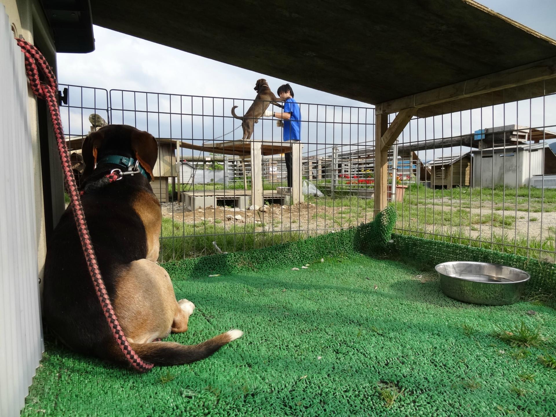 2014年6月のブログ記事一覧福島被災動物レスキュー（NPO法人SORAアニマルシェルター）