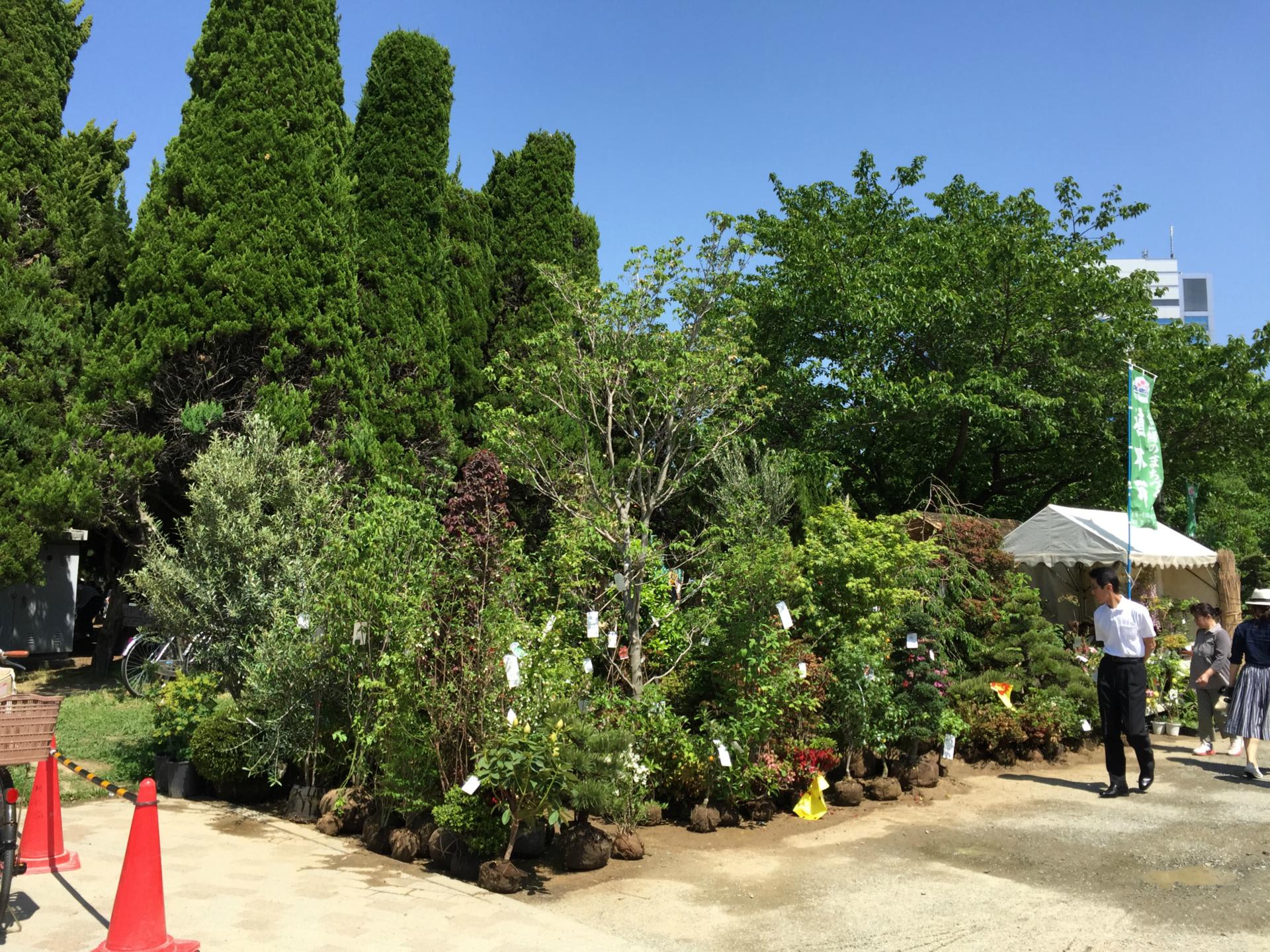 植木市のハナミズキ モコと一緒