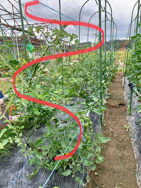 梅雨入り前のトマトの雨避け キッチン菜園ス