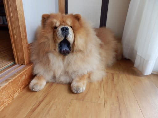 Resultado de imagen para ç¬  chow chow  ããã³