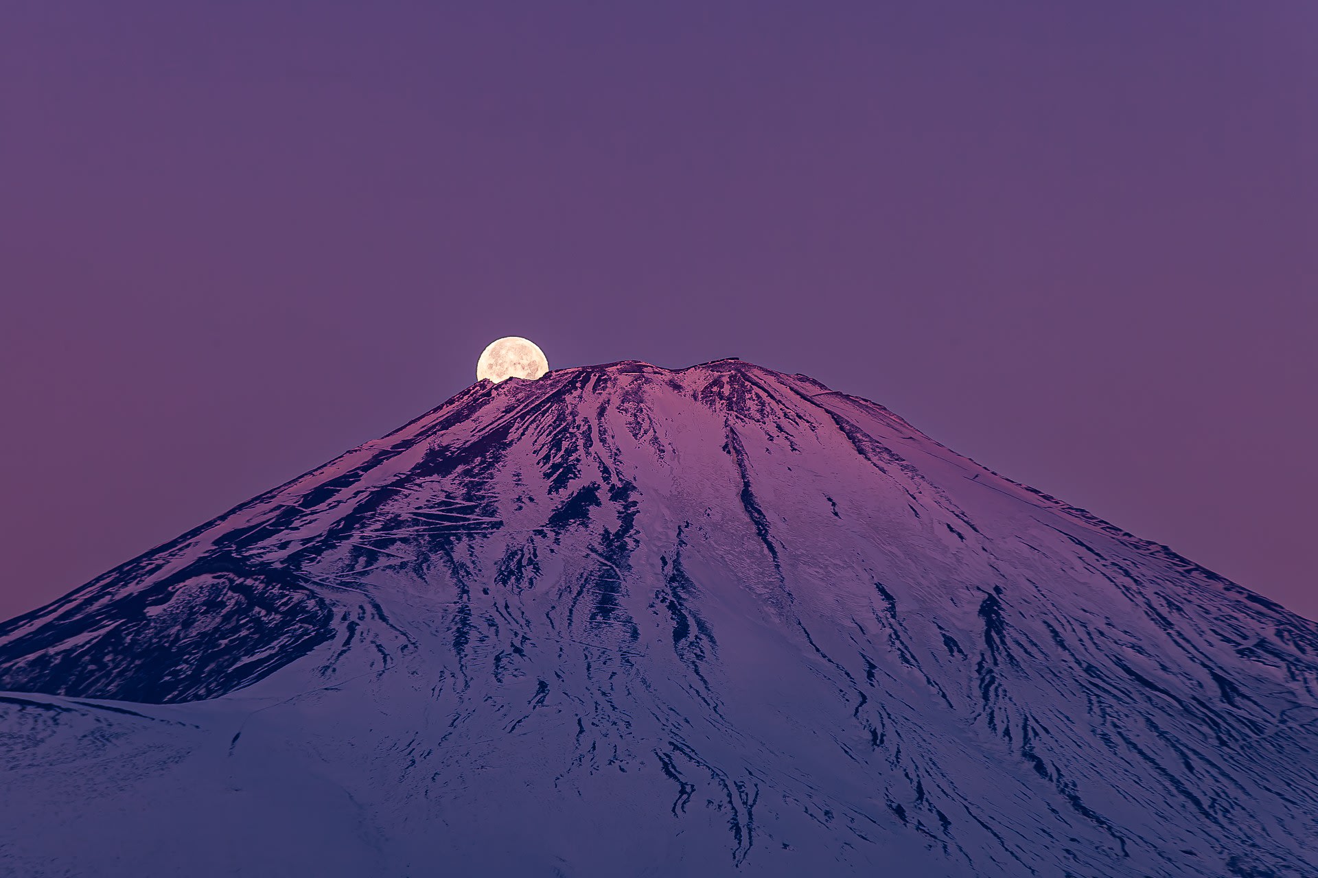 紅富士パールの写真