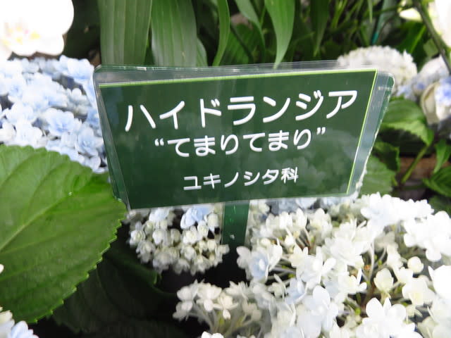 アジサイ(てまりてまり)