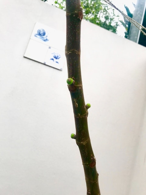 イチジクは不思議な植物です チクチク テクテク 初めて日本に来たパグと30年ぶりに日本に帰ってきた私