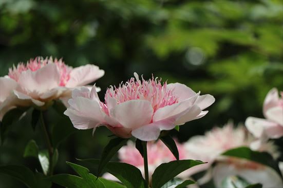 R_20160517IMG_5676.JPG