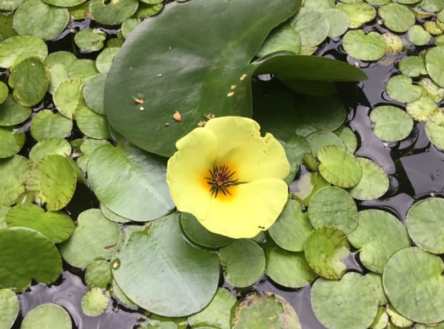 水面に黄色の美しい花が咲く ウォーターポピー 生物情報