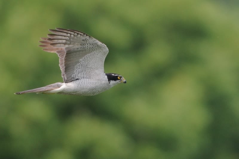 オオタカ飛翔 時節柄のイメージ表現として すぐ近くにある世界 野鳥 昆虫 航空機などの写真