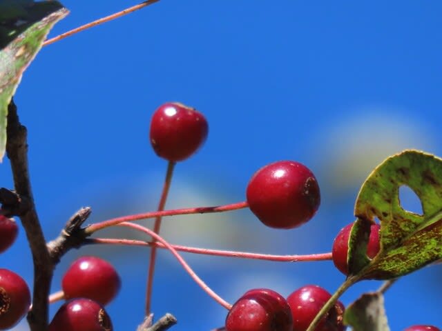 高ボッチ高原・鉢伏山で最近見る事の出来る実・種　エゾノコリンゴ（蝦夷小林檎）の梨状果