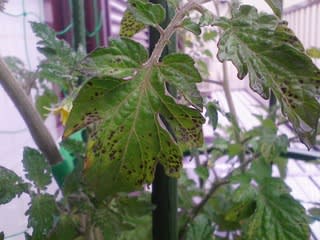 ミニトマトの葉に黒い斑点 太陽電池と水耕栽培と Season 12