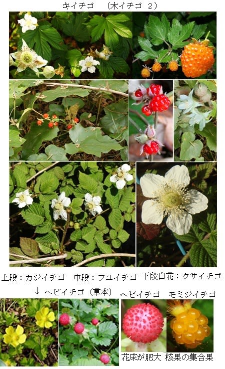 通学路の木の実 キイチゴ 木苺 里山コスモスブログ 通学路の木の実 キイチゴ 木苺 里山コスモスブログ