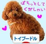 にほんブログ村 犬ブログ トイプードルへ