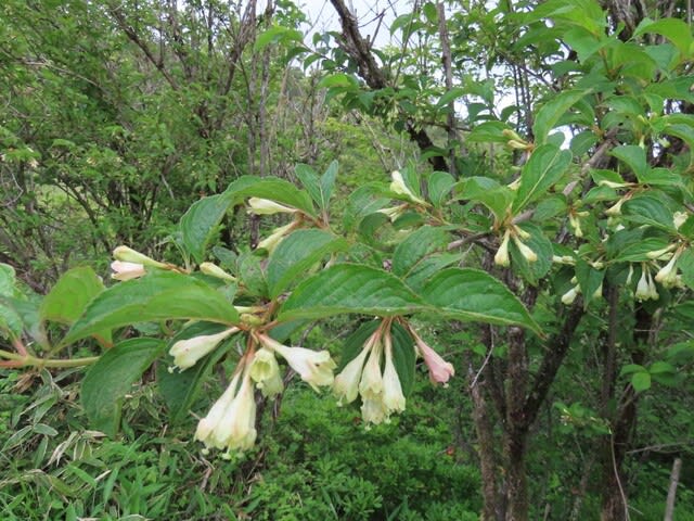 高ボッチ高原・鉢伏山で最近咲いている花　ニシキウツギ（二色空木）