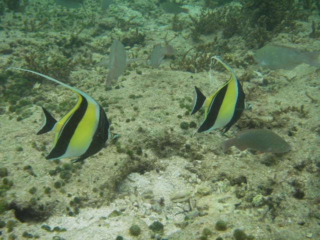 きれいな魚 楽吉日記