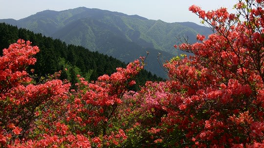 葛城山自然つつじ園 奈良の名所 古跡