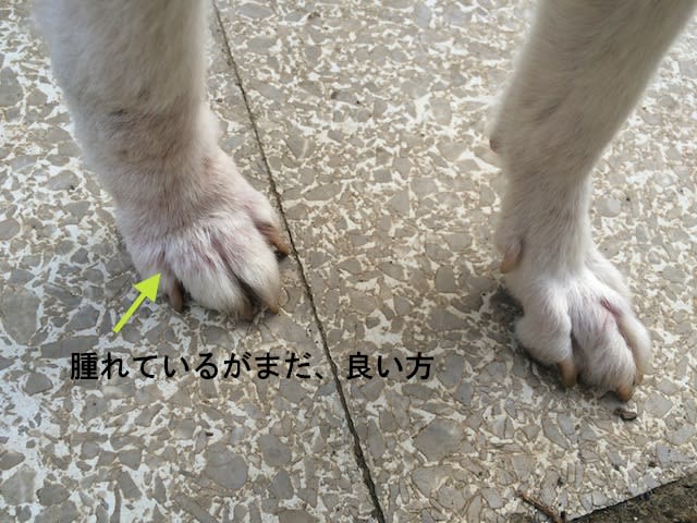高齢犬 ラン 推定17才 の介護 下痢と右前足の腫れ わん子の命