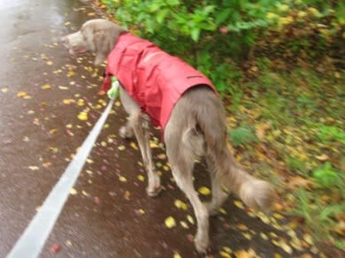 雨の日もお散歩