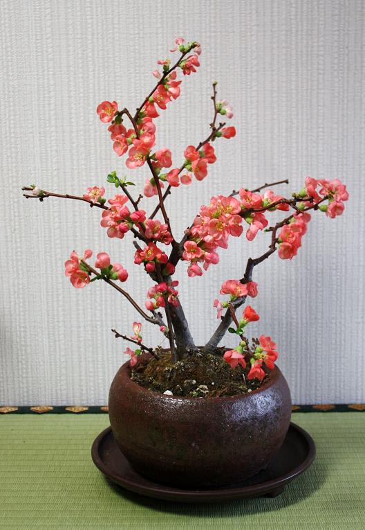 八重咲きの木瓜（長寿冠）の画像