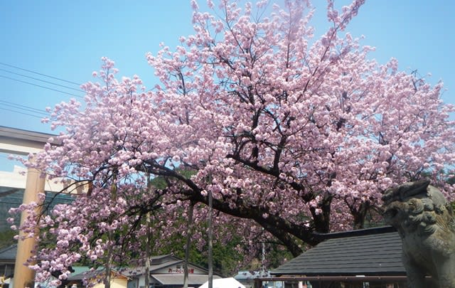 今日は黒田百年桜が満開でした 北山 京の鄙の里 田舎暮らし