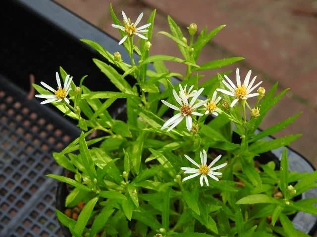 屋久島ノコンギクの花 まきさんの山野草観察日記 屋久島ノコンギクの花 まきさんの山野草観察日記