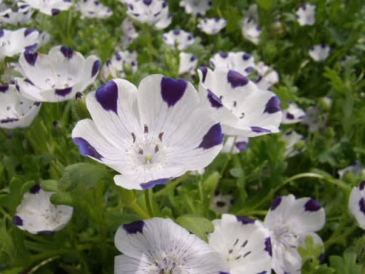 白の花弁に紫の斑点のネモフィラ マキュラータ 筑紫の国から 花つくし日記