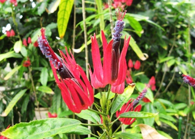 パボニア 鮮やかな赤花が印象的な熱帯植物 く にゃん雑記帳
