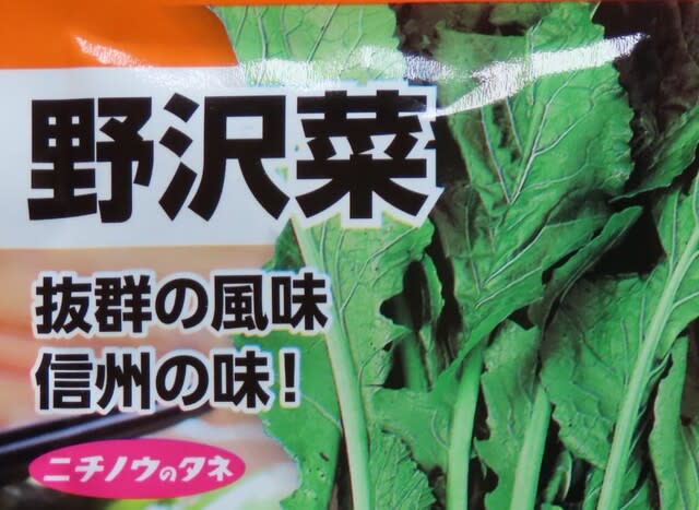 ノザワナ（野沢菜）栽培　2023
