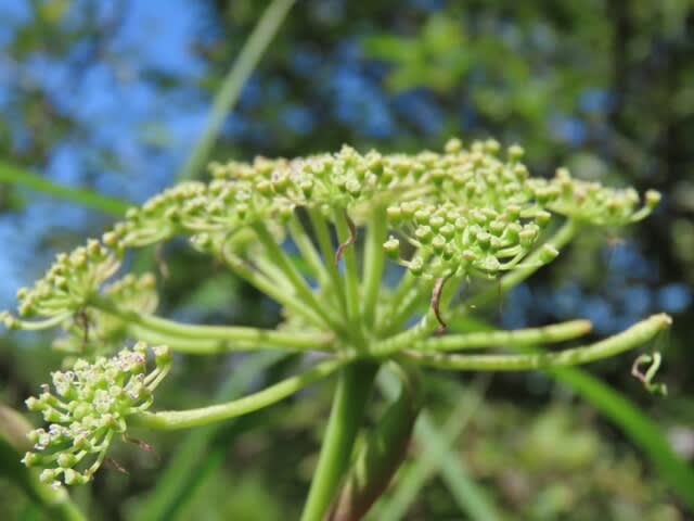 高ボッチ高原・鉢伏山で最近咲いている花　シロバナノダケ（白花野竹）