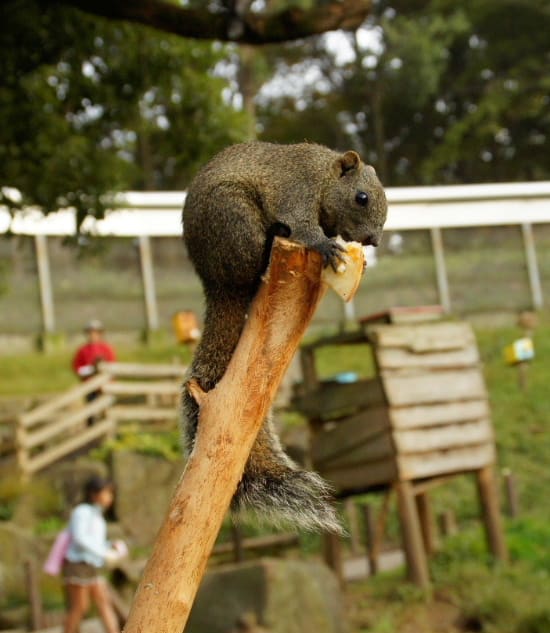 町田リス園その2 と エンリッチメント大賞にいったこと 気ままなzoo 町田リス園その2 と エンリッチメント大賞にいったこと 気ままなzoo