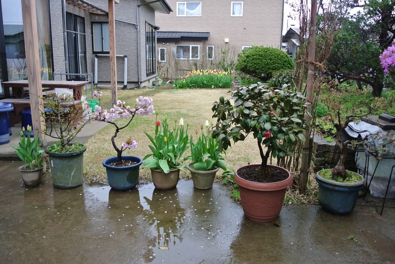 玄関先の鉢を新芽の山椒の木 八重桜 チューリップ 椿 それに楓に変えた Gooブログはじめました 玄関先の鉢を新芽の山椒の木 八重桜 チューリップ 椿 それに楓に変えた Gooブログはじめました