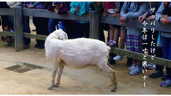 羊の毛刈りショー 王子動物園 健康自由メモ 高齢者の健康メモ